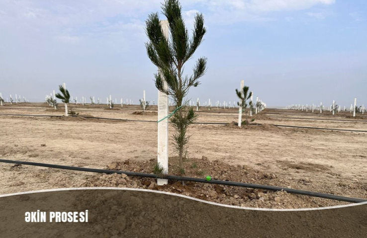 Müşfiqabadda son bir ayda 16 mindən artıq ağac əkilib