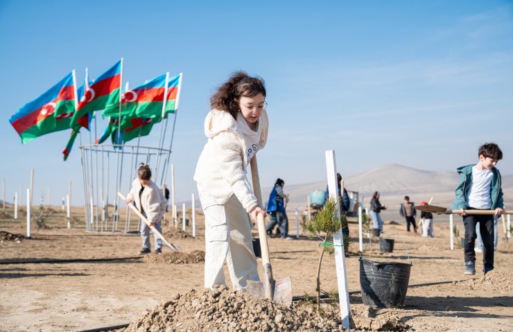 Ağacəkmə aksiyaları davam edir