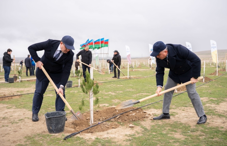 Ağacəkmə aksiyası keçirilib