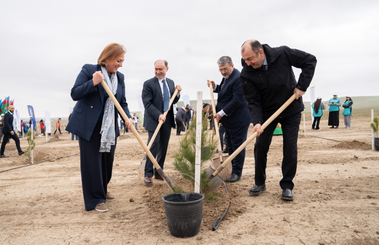 Ağacəkmə aksiyaları davam edir